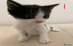British Longhair cats for sale: 4 Beautiful Kittens  - Image 4