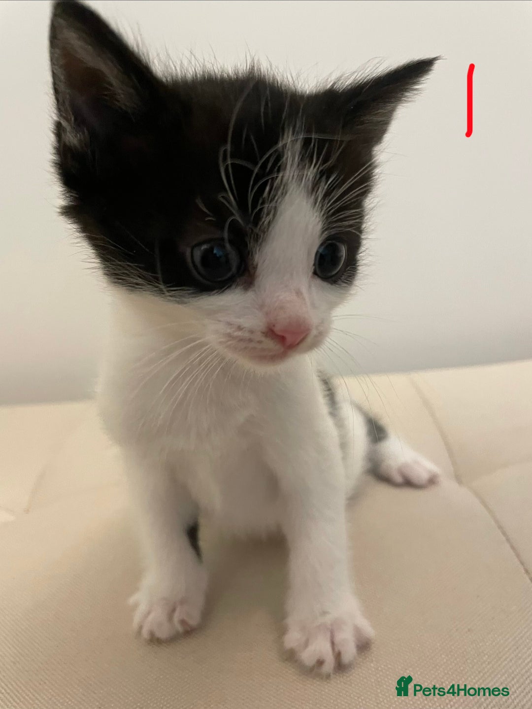 British Longhair cats for sale: 4 Beautiful Kittens  - Image 4