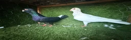 Pigeons birds for sale: Premium Breeding Pigeons Top Quality Pairs Availab - Advert 9