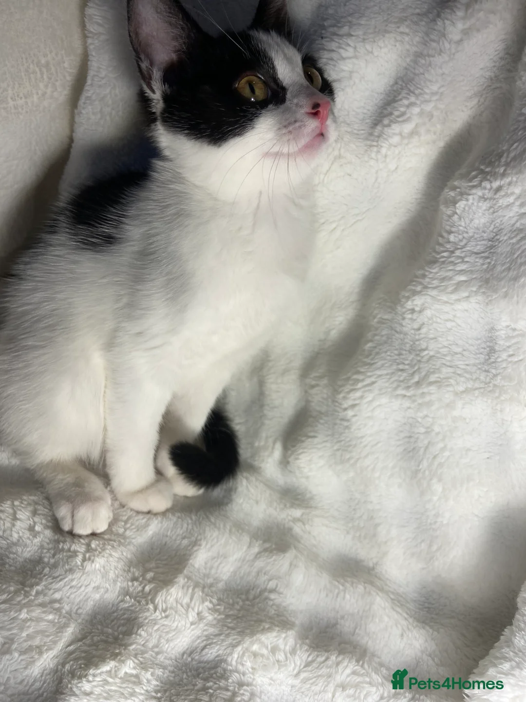 Mixed Breed cats for sale: Cute black and white kitten  - Advert 8