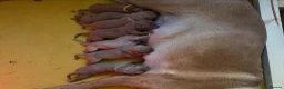 Labrador Retriever dogs for sale: Dark fox red Labrador puppies in Newcastle upon Tyne - Advert 21