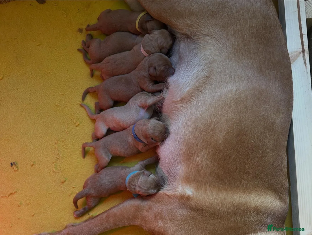 Labrador Retriever dogs for sale: Dark fox red Labrador puppies in Newcastle upon Tyne - Advert 21