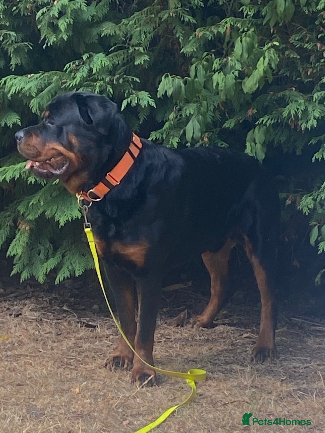 Rottweiler dogs for sale: Male Rottweiler 2 1/2 years old  - Advert 2
