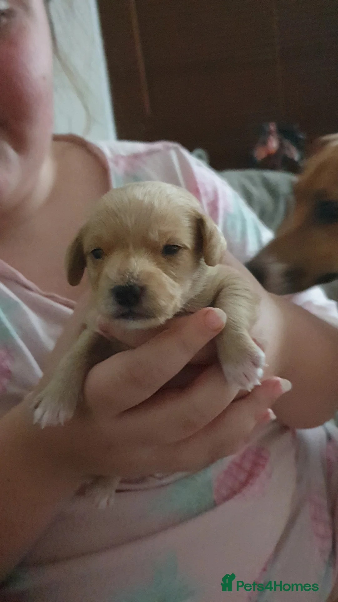 Jackapoo dogs for sale: Jackapoos - Advert 3