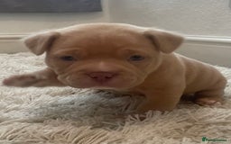 American Bully dogs for sale: Extraordinary Pocket Bully pups - Advert 22