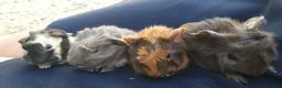 Guinea Pig rodents for sale: baby guinea pigs for sale - Advert 1