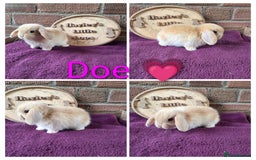 Mini Lop rabbits for sale: Gorgeous pure breed mini lops  - Image 2