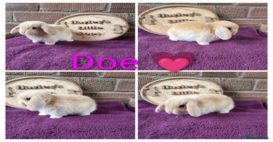 Mini Lop rabbits - Advert 9