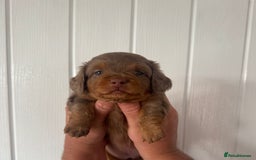 Miniature Dachshund dogs for sale: 3 Beautiful miniature longhair dachshund puppies - Image 21