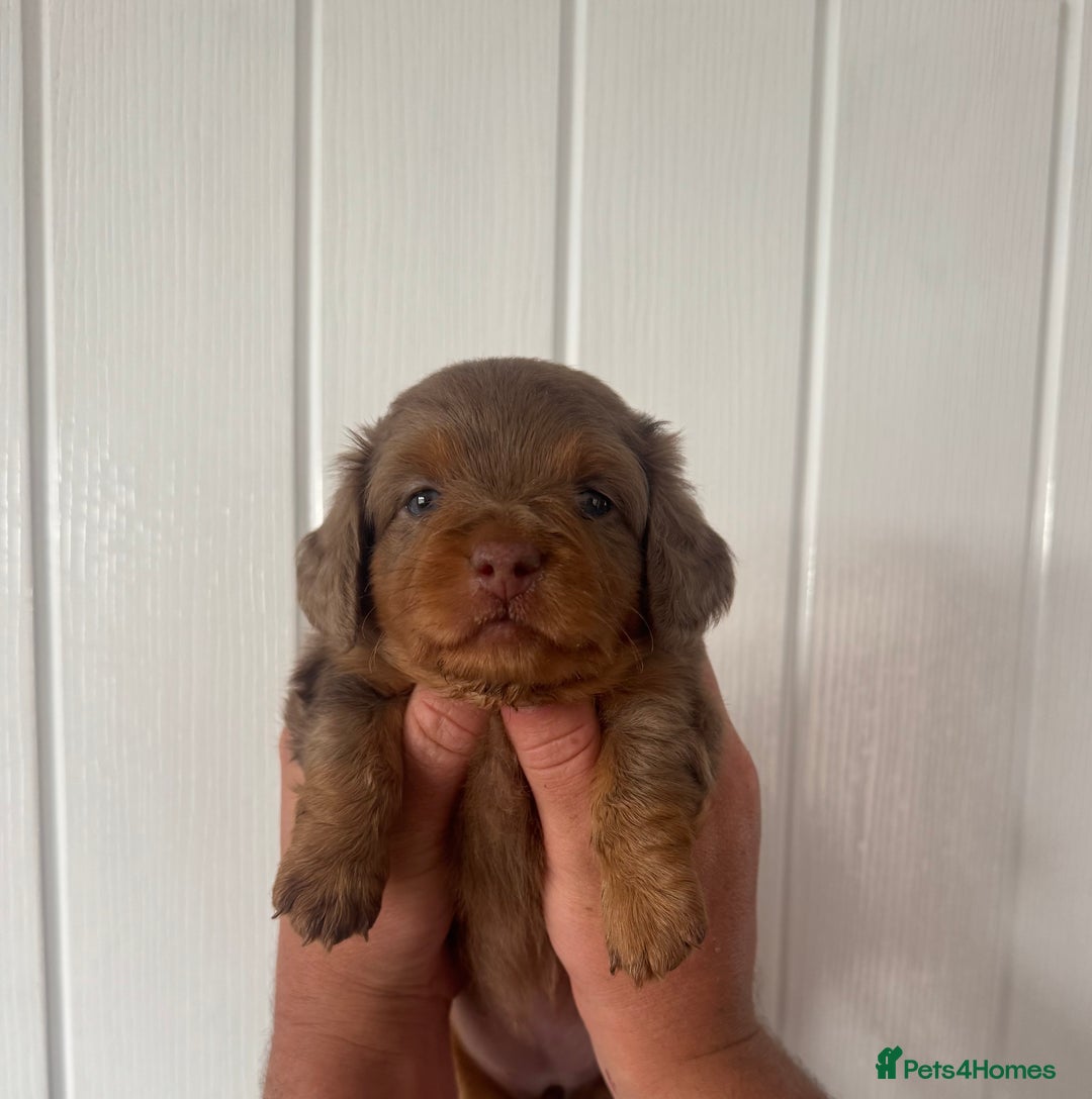 Miniature Dachshund dogs for sale: 3 Beautiful miniature longhair dachshund puppies - Image 21