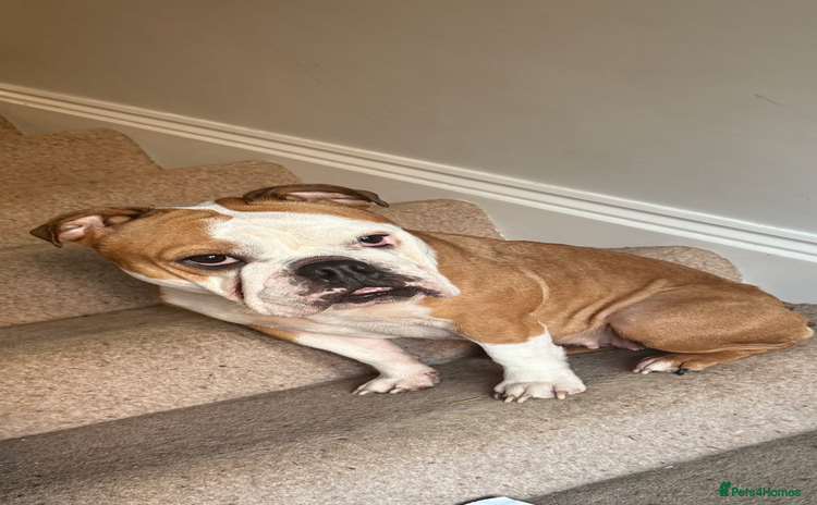 English Bulldog dogs - Advert 1