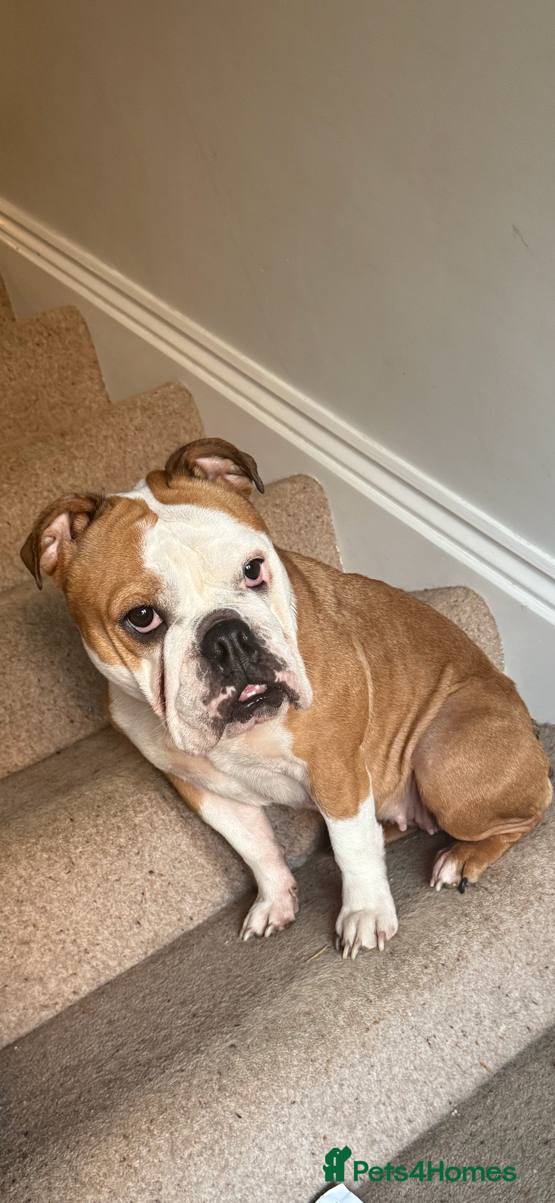 English Bulldog dogs for sale: Winnie English bulldog - Image 1