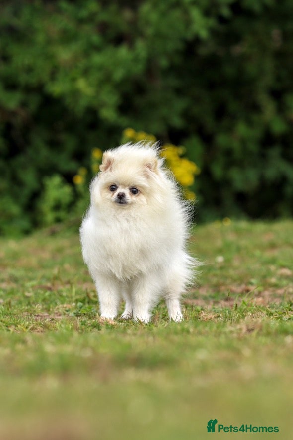 Pomeranian dogs Kennel club  registered Pomeranian - Advert 1