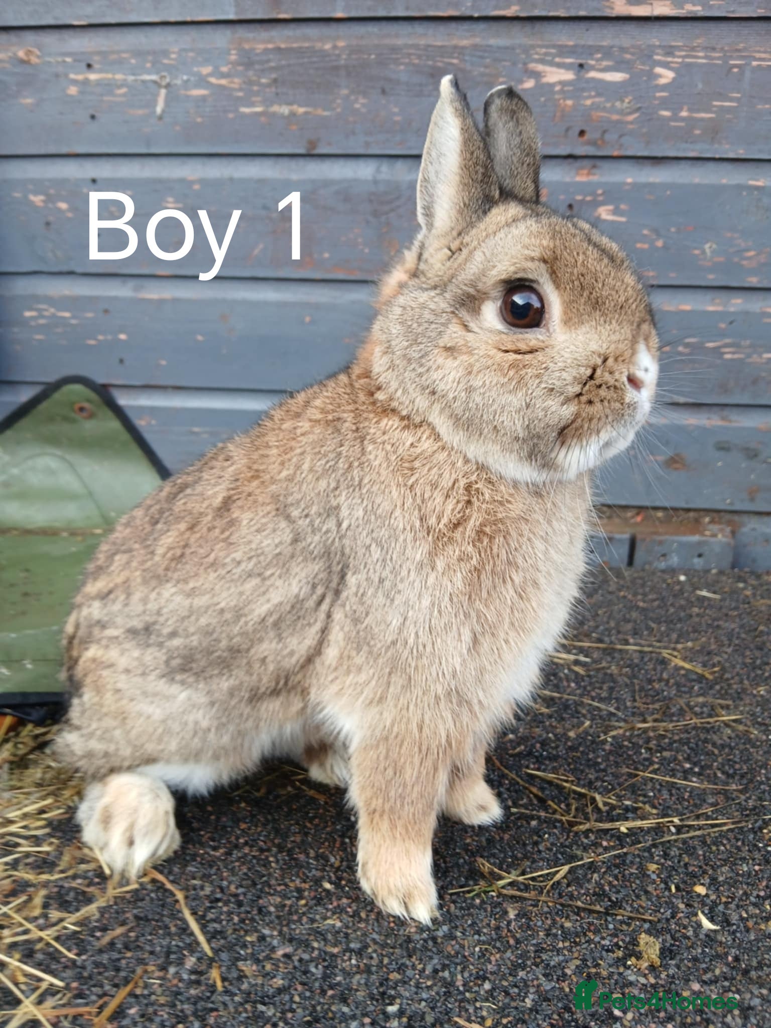 Netherland Dwarf rabbits Netherland dwarf rabbits  - Advert 3