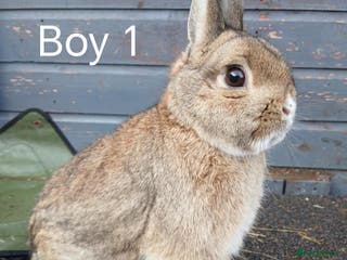 Netherland Dwarf rabbits Netherland dwarf rabbits - Advert 3