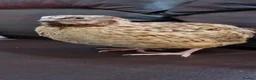 Quail poultry for sale: 🐣 Live Coturnix Jumbo Quail for Sale 🐣 - Advert 19