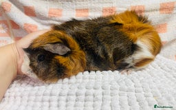 Guinea Pig rodents for sale: Various Male guinea pigs in Leeds - Image 6