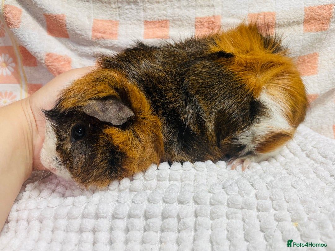 Guinea Pig rodents for sale: Various Male guinea pigs in Leeds - Image 6