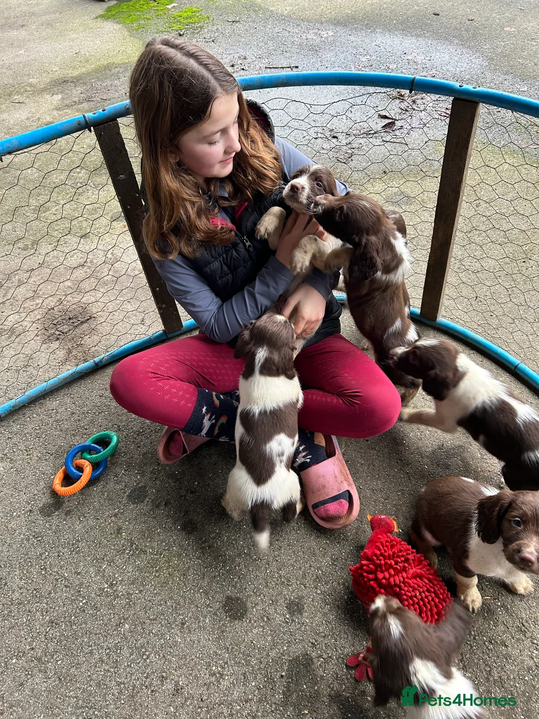English Springer Spaniel dogs for sale: Springer spaniel pups - Advert 3