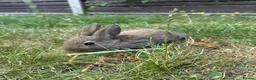 Dwarf Lop rabbits for sale: Beautiful Dwarf lop litter (Ready in one week)  in Bedford - Advert 12