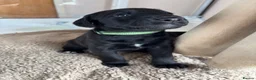 Mixed Breed dogs for sale: Doberdoodle Puppies – Ready for forever Homes! 🐾 - Advert 5