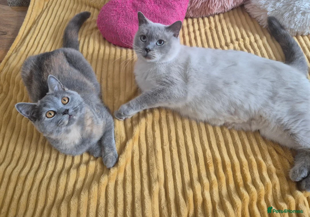 British Shorthair cats for sale: Ready! GCCF parents with champions in line,BSH - Advert 2
