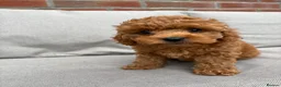 Cockapoo dogs for sale: Last girl available, ready for her forever home! - Advert 20