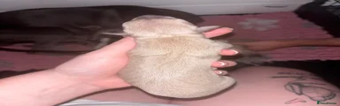 Puppy 4