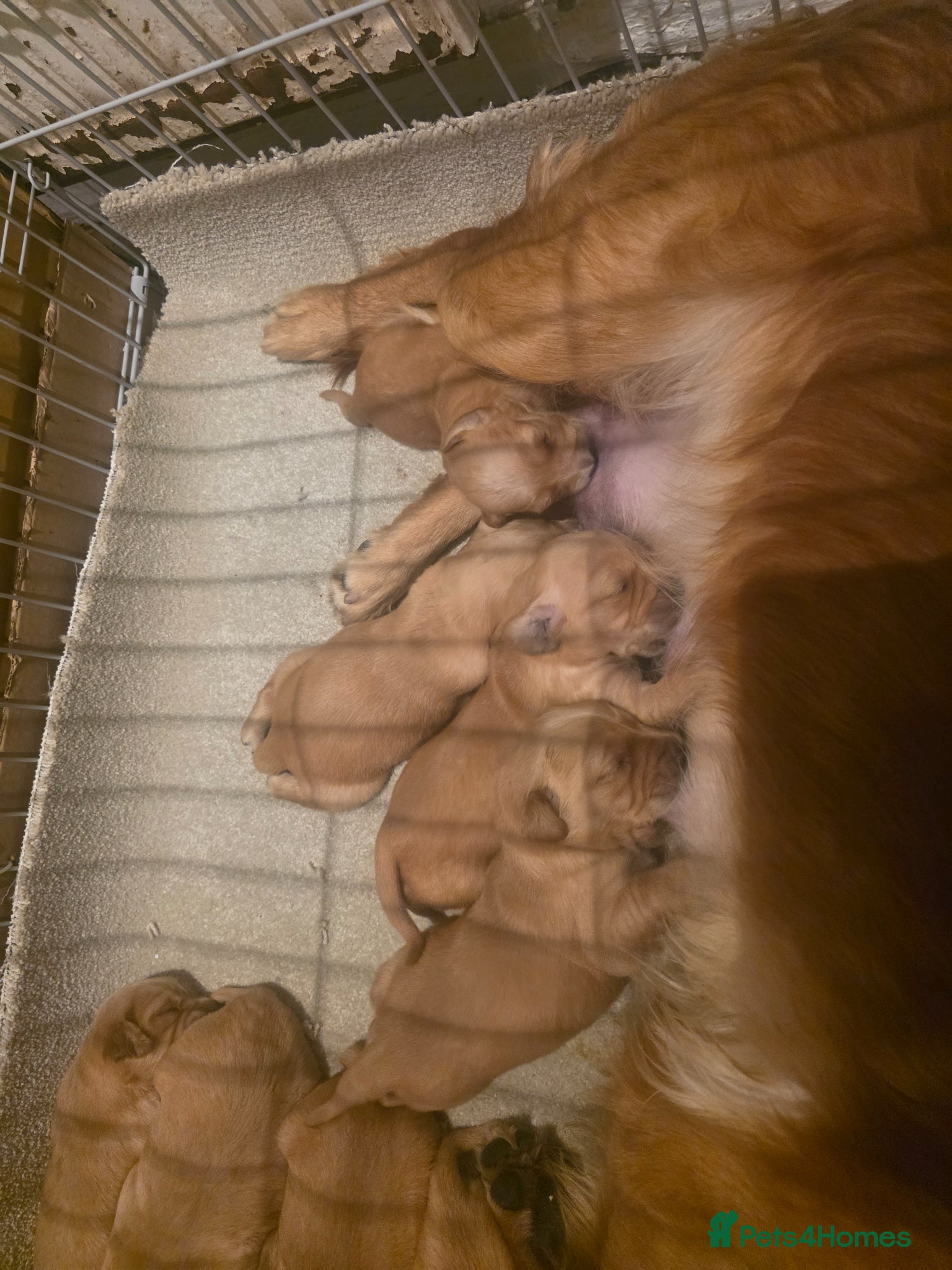 Golden Retriever dogs Kc registered golden retrievers  - Advert 1