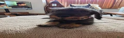 Dachshund dogs for sale: Miniature Wire Haired Dachshund puppies-one left - Advert 14