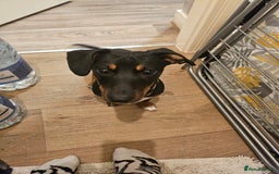 Mixed Breed dogs for sale: Lovely Jimmy needs a new home ASAP. - Image 4