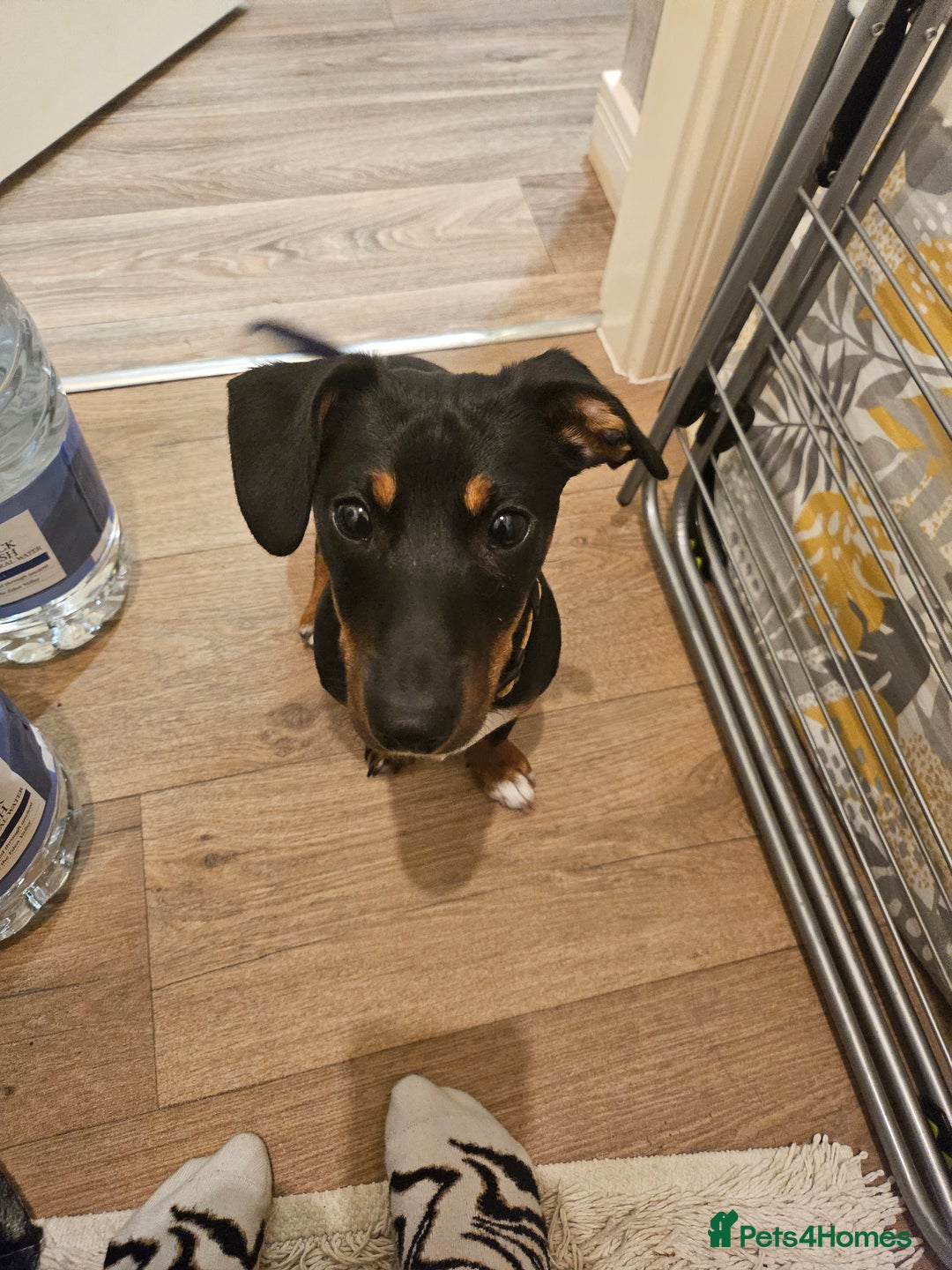 Mixed Breed dogs for sale: Lovely Jimmy needs a new home ASAP. - Image 4