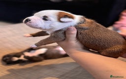 Staffordshire Bull Terrier dogs for sale: KC Staffordshire Bull Terrier - Image 7