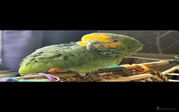 Parrots birds for sale: Amazon orange tailed - Image 5