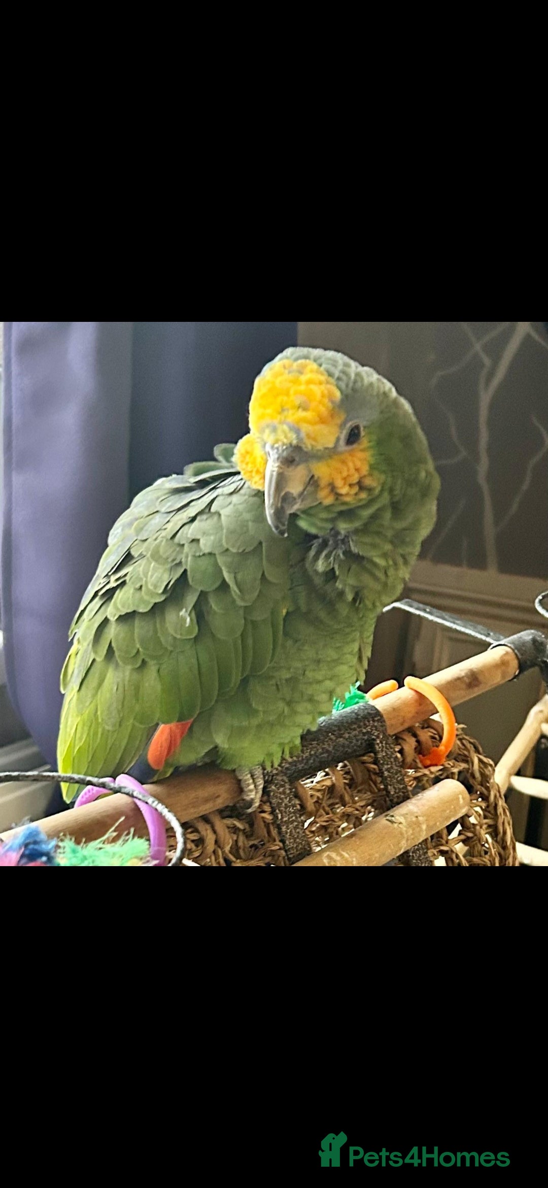 Parrots birds for sale: Amazon orange tailed - Image 5