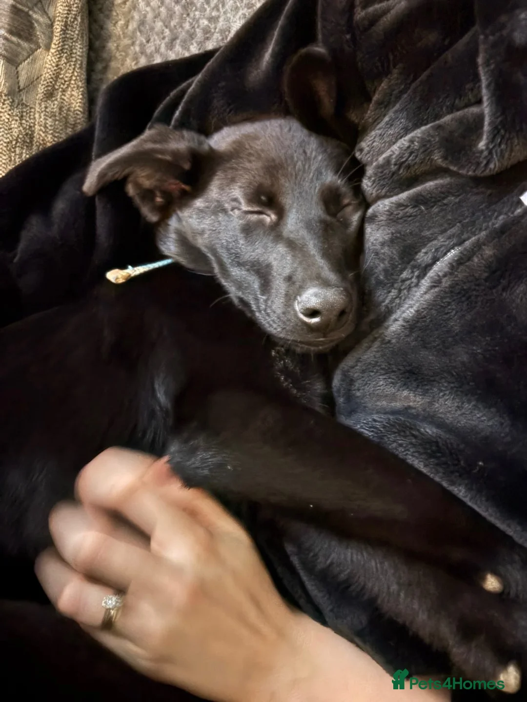 Sheprador dogs for sale: BUDDY in Plymouth - Advert 1