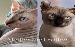 Sphynx cats for stud: Pedigree Elf Boy available for stud - Image 8