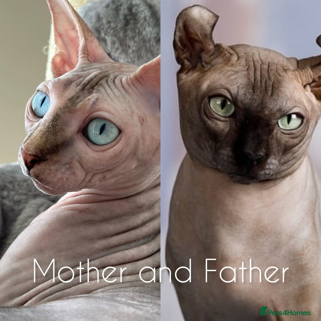 Sphynx cats for stud: Pedigree Elf Boy available for stud - Image 8