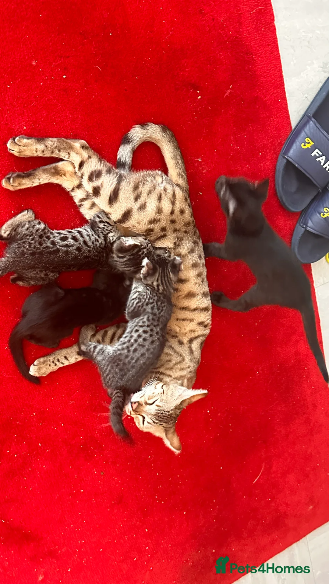 Gallery Image {{count}}