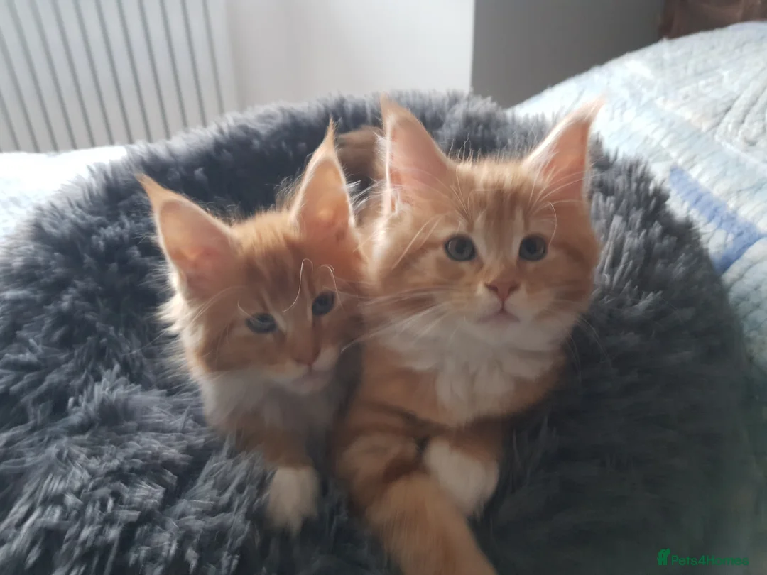 Maine Coon cats for stud: Experienced ginger stud boy. in Orpington - Advert 5