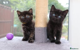 Mixed Breed cats for sale: Adorable Kittens Ready SOON - Image 1