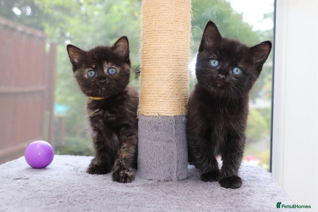 Mixed Breed cats for sale: Adorable Kittens Ready SOON - Image 1