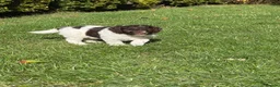 Cockapoo dogs for sale: F1b Cockapoos 5⭐️ Licensed Breeder Full DNA Clear - Advert 8