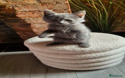 Scottish Fold cats for sale: Adorable Scottish Fold and Straight Kittens  - Image 33