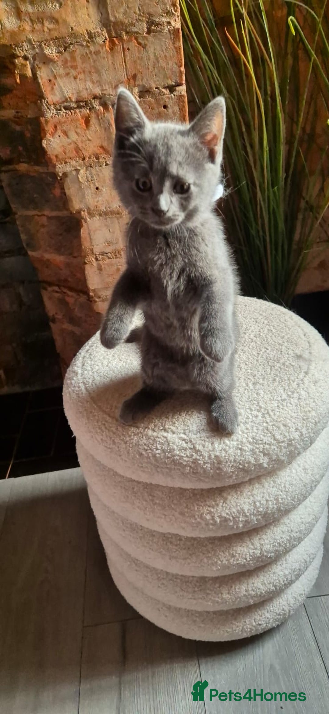 Scottish Fold cats for sale: Adorable Scottish Fold and Straight Kittens  - Image 33