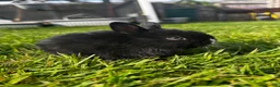 Mixed Breed rabbits for sale: Baby bunnies for sale - Advert 19