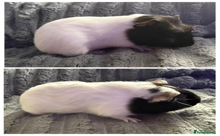 Guinea Pig rodents - Advert 12