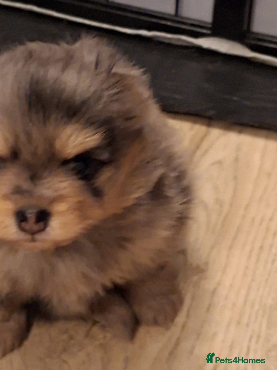 Pomeranian dogs for sale: 4 beautiful pomeranian - Advert 10