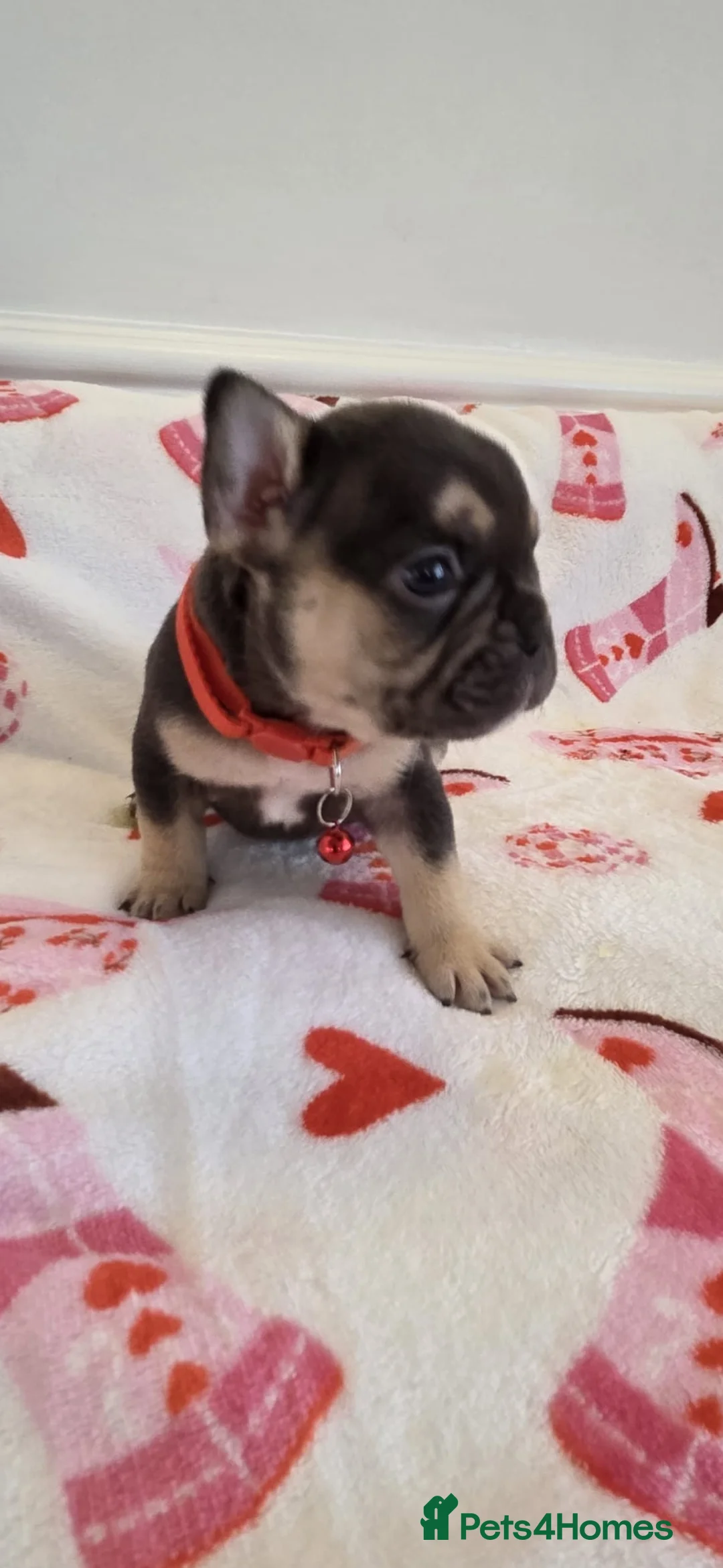 French Bulldog dogs for sale: Beautiful Frenchie puppies - Advert 22
