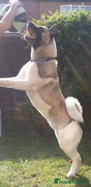 Akita dogs Adult male Akita - Advert 2